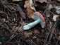 Erdei galambgomba (Russula silvestris), Zemplén